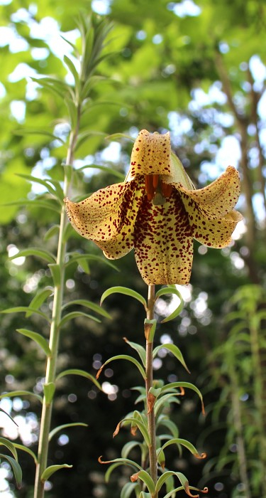 Lilium bakerianum var. aureum