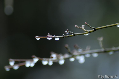 Eistropfen an Acer