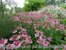 Astrantia major Roma 2012/06