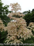 Rodgersia aesculifolia Close Up 2012/06