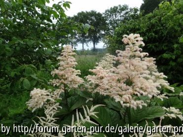 Rodgersia aesculifolia Plant 2012/06