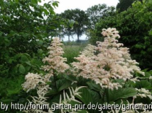 Rodgersia aesculifolia Plant 2012/06
