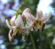 Lilium martagon var. albiflorum