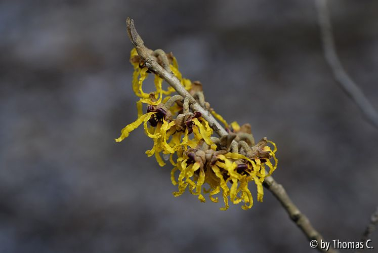 Hamamelis-Blüte 1