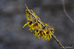 Hamamelis-Blüte 1