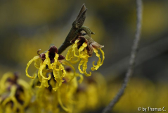 Hamamelis-Blüte 2