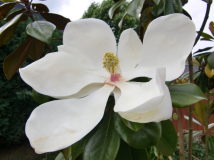 M. grandiflora
