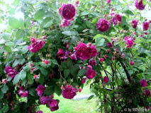 Erinnerung an Brod 3-2012