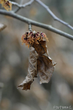 Hamamelis-Blüte 3