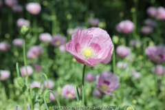 Schlafmohn lila