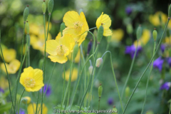 Meconopsis cambrica