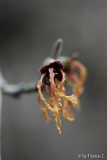 Hamamelis-Blüte 4