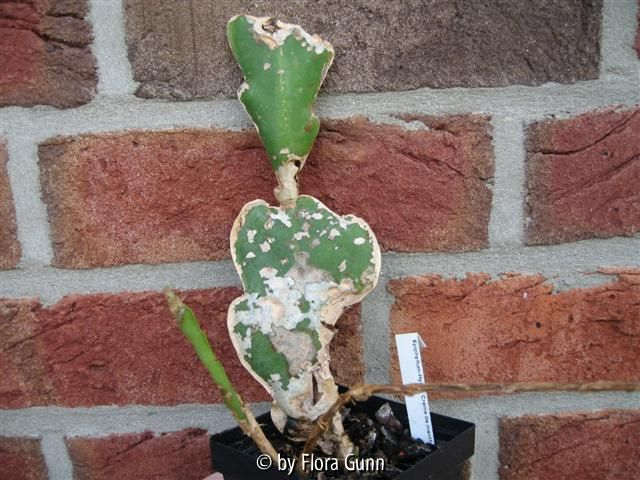 fleckiger Epiphyllum Hybride Creme de menthe 1