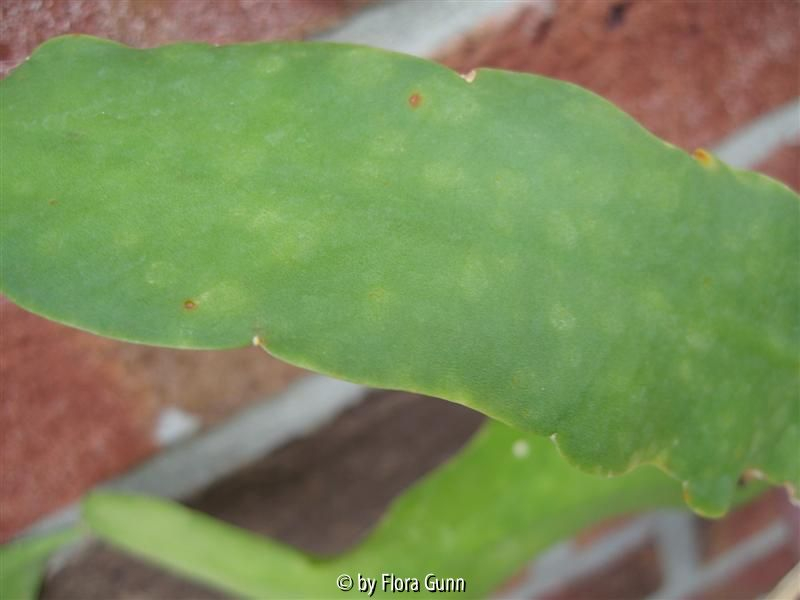 fleckiger Epiphyllum Cooperi 2
