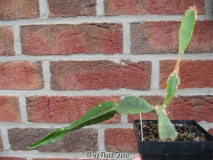 fleckiger Epiphyllum Hybride Queen Anne