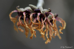Hamamelis-Blüte 5