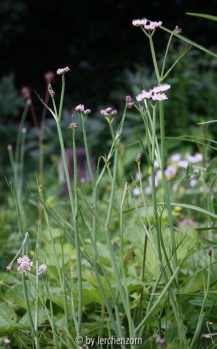 Oenanthe fistulosa