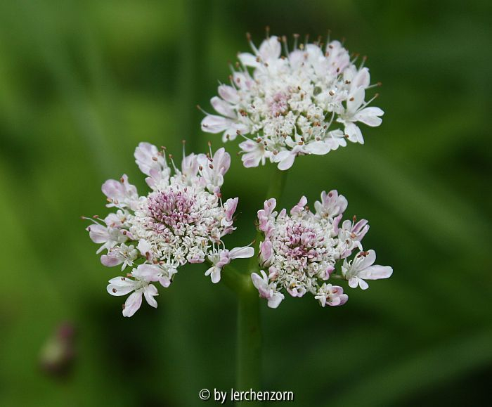 Oenanthe fistulosa
