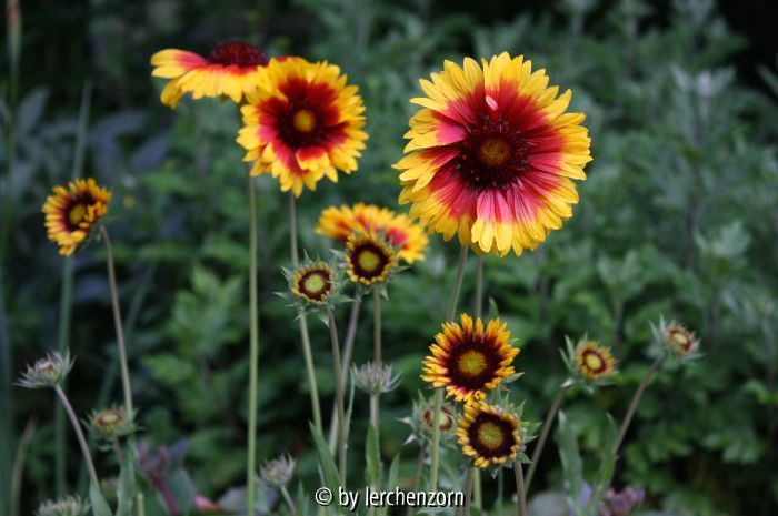 Gaillardia spec.
