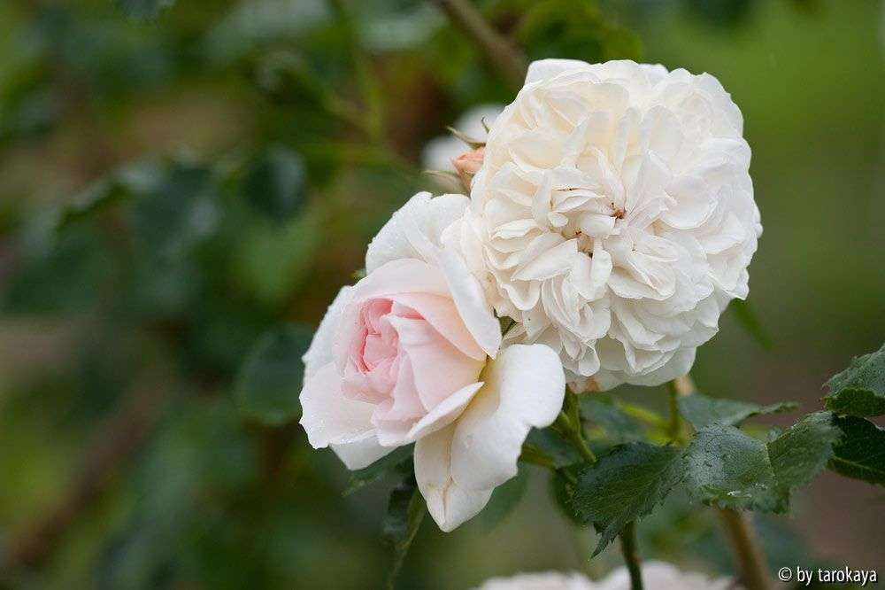 unika (kletterrose)