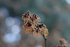 Hamamelis-Blüte 6