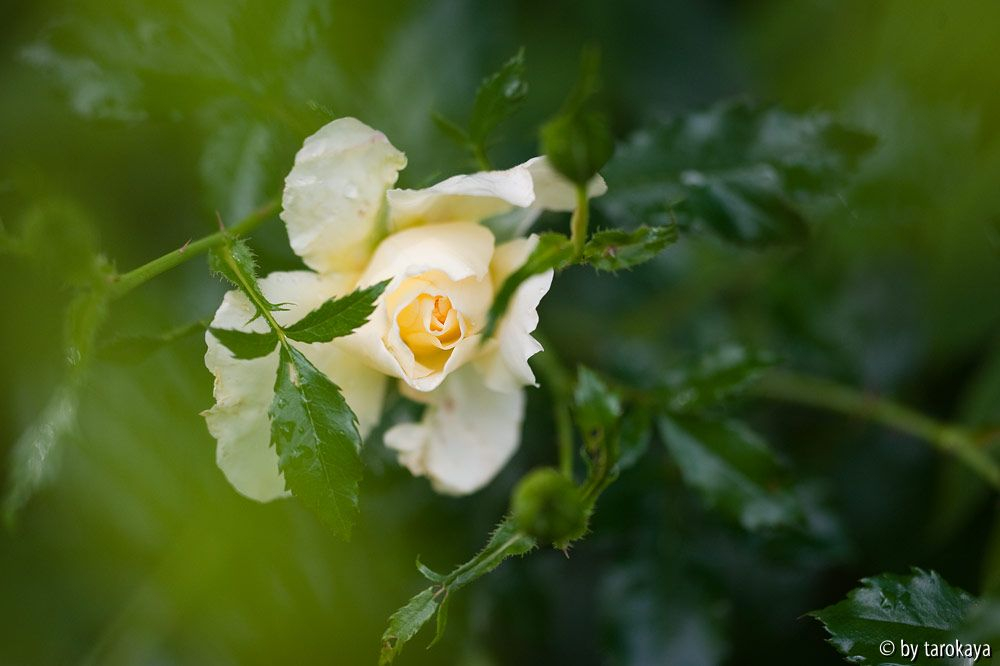 leverkusen (kletterrose)