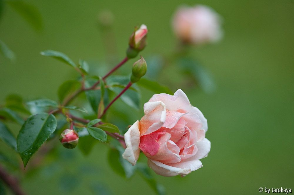 léontine gervais (kletterrose)