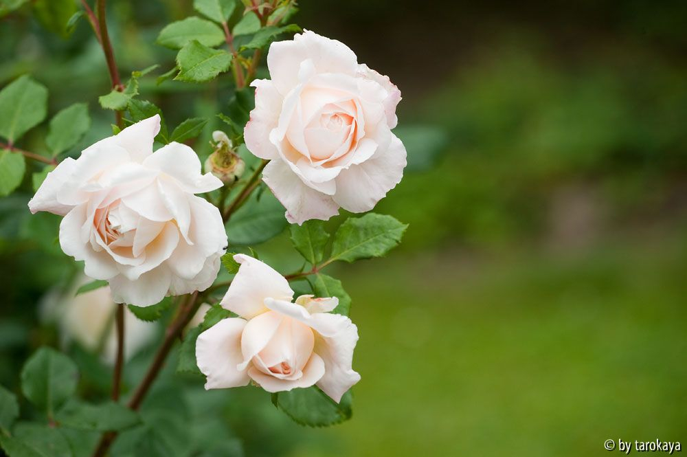 emanuel syn. crocus rose