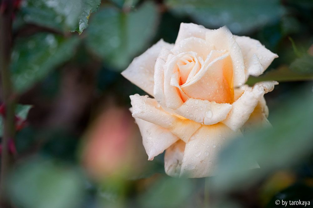 diamond jubilée (edelrose)