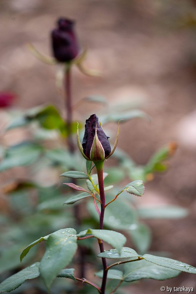 barkarole (edelrose)