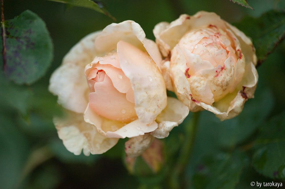evelyn (englische rose)
