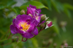 veilchenblau (kletterrose)