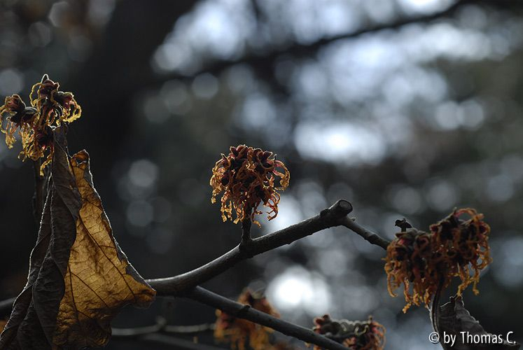 Hamamelis-Blüte 7