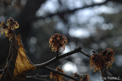 Hamamelis-Blüte 7