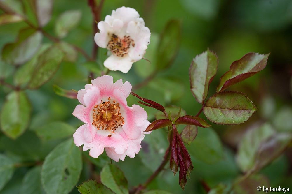 schloss heidegg (strauchrose)