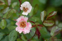 schloss heidegg (strauchrose)