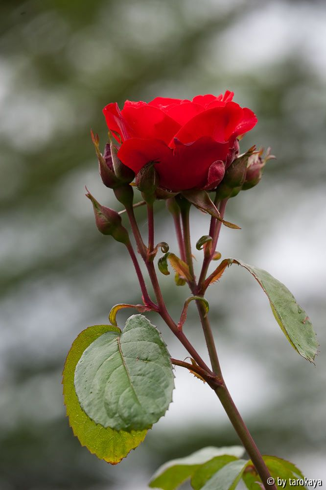 satchmo (floribunda)