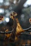 Hamamelis-Blüte 8