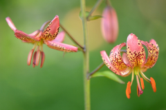 Lilium ´Gaybird´