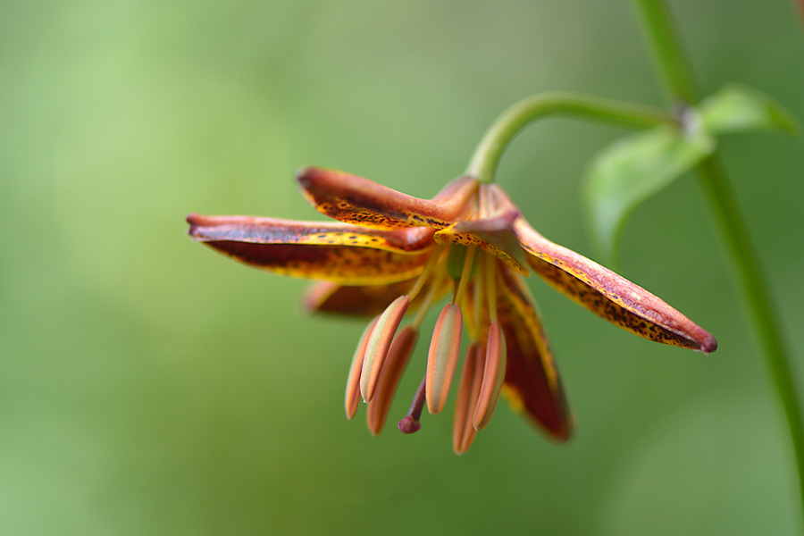 Lilium ´Arabian Night´