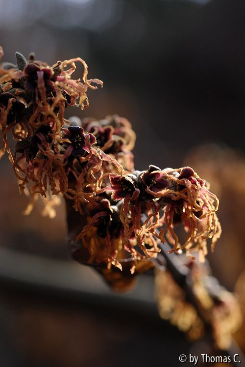 Hamamelis-Blüte 9