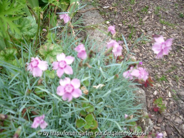 Dianthus unbekannt