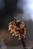Hamamelis-Blüte 10