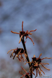 Hamamelis-Blüte 11
