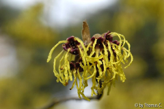 Hamamelis-Blüte 12
