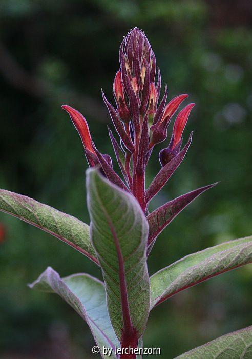 Lobelia tupa