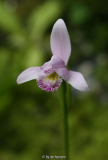 Pogonia ophioglossoides