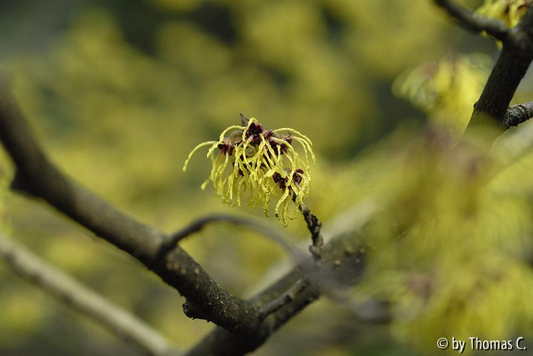 Hamamelis-Blüte 13