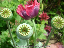 Mohn in Pflasterritzen