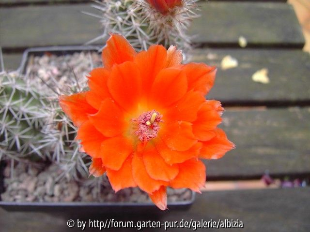 Echinocereus